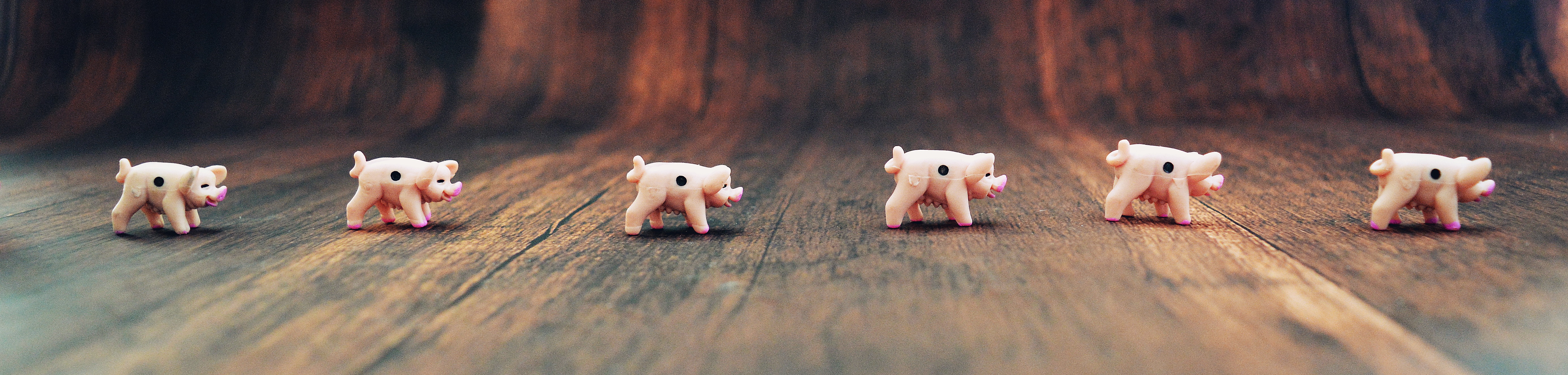 Schweinerei Schweine auf Holzboden